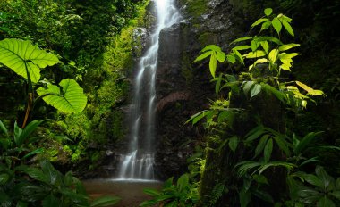 Kosta Rika 'da tropik yağmur ormanı