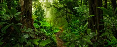 Tropical rain forest in Costa Rica clipart