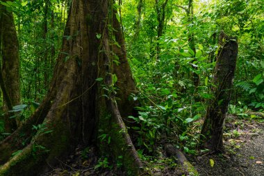 Kosta Rika 'da tropik yağmur ormanı