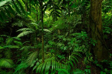 Kosta Rika 'da tropik yağmur ormanı
