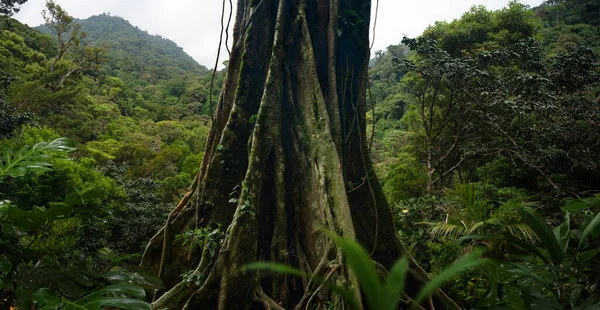 Tropical Rain Forest Costa Rica — 图库照片