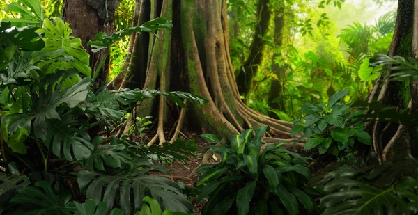 Tropical Rain Forest Costa Rica — Fotografia de Stock