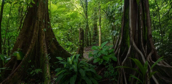 哥斯达黎加的热带雨林 — 图库照片