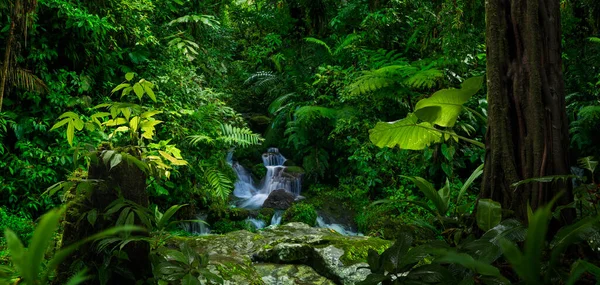 Foresta Pluviale Tropicale Costa Rica — Foto Stock