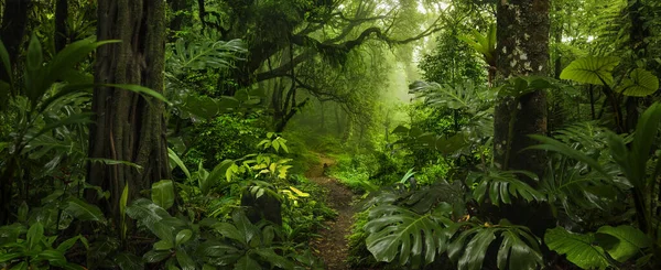 Tropical Rain Forest Costa Rica — Foto de Stock