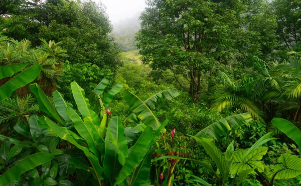 哥斯达黎加的热带雨林 — 图库照片