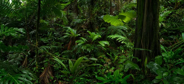 Tropical rain forest in Costa Rica