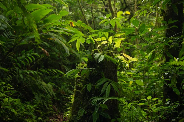 Tropical rain forest in Costa Rica