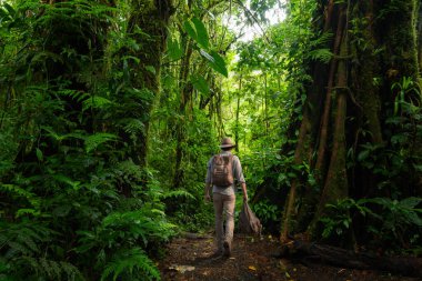 Ormanın arka planında bir ağaç olan tropik bir orman. 