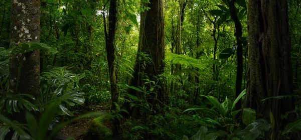 Ormanın Arka Planında Bir Ağaç Olan Tropik Bir Orman — Stok fotoğraf
