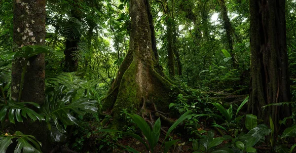Тропічний Ліс Деревом Тлі Лісу — стокове фото