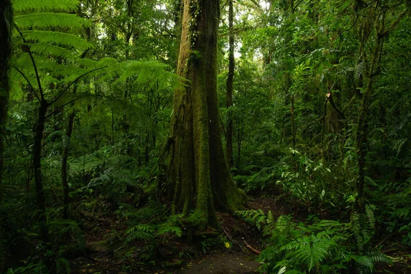 Trópusi Erdő Egy Háttérben Egy Erdő — Stock Fotó