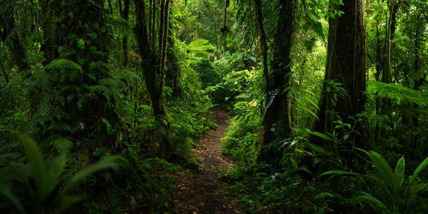 Foresta Tropicale Con Albero Sullo Sfondo Una Foresta — Foto Stock