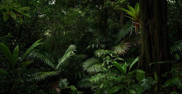 森の中に木がある熱帯林 — ストック写真