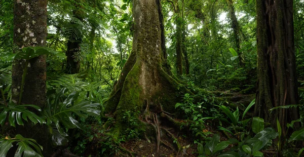 Τροπικό Δάσος Ένα Δέντρο Στο Φόντο Ενός Δάσους — Φωτογραφία Αρχείου