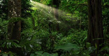 Tropical forest with a tree on the background of a forest  clipart