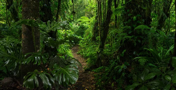 Tropischer Wald Mit Einem Baum Auf Dem Hintergrund Eines Waldes — Stockfoto