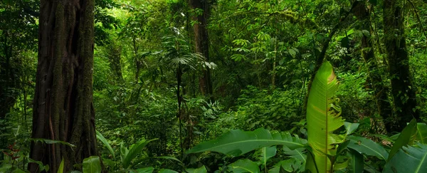 Floresta Tropical Com Uma Árvore Fundo Uma Floresta — Fotografia de Stock