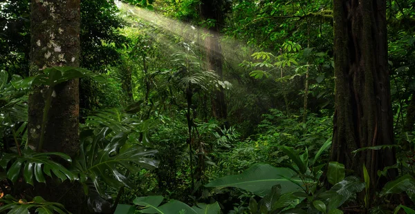 Tropisk Skog Med Ett Träd Bakgrunden Skog — Stockfoto