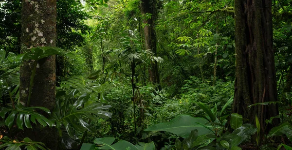 Tropischer Wald Mit Einem Baum Auf Dem Hintergrund Eines Waldes — Stockfoto