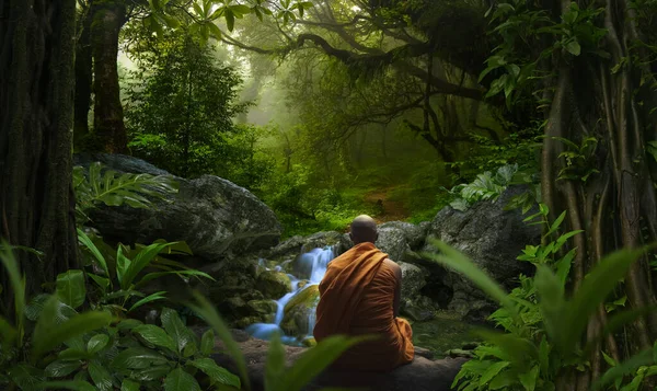 Călugăr Pădurea Tropicală — Fotografie, imagine de stoc