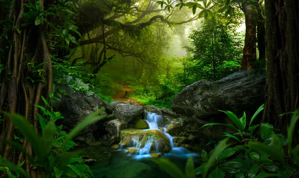 Tropisch Bos Met Een Boom Achtergrond Van Een Bos — Stockfoto