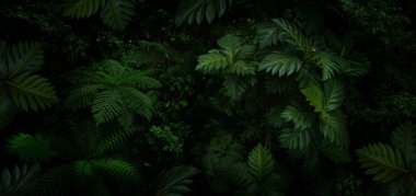 Kosta Rika 'da tropikal yağmur ormanları