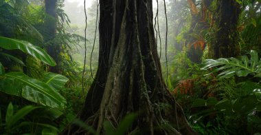 Kosta Rika 'da tropikal yağmur ormanları