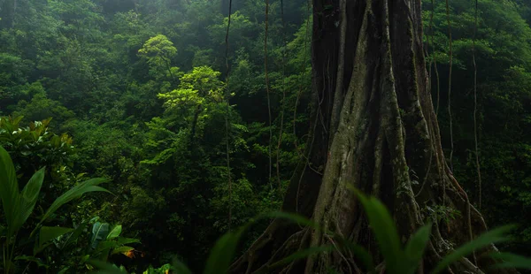 Tropisk Regnskog Costa Rica — Stockfoto