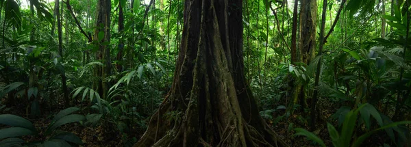 Tropisk Regnskog Costa Rica — Stockfoto