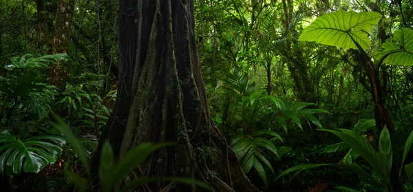 Kosta Rika Tropikal Yağmur Ormanları — Stok fotoğraf