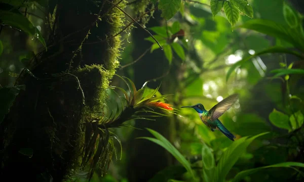 Τροπικό Τροπικό Δάσος Στην Κόστα Ρίκα — Φωτογραφία Αρχείου