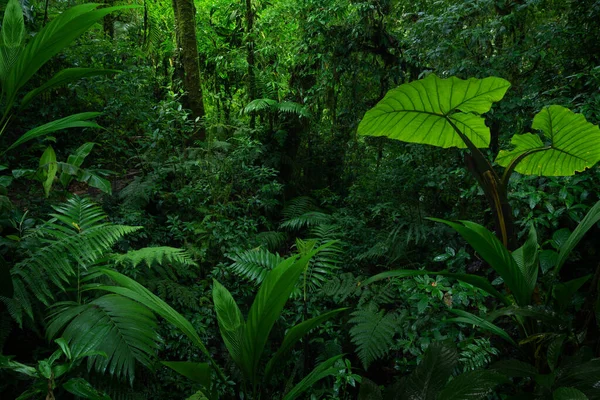 Trópusi Esőerdők Costa Ricában — Stock Fotó
