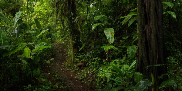 Tropické Deštné Pralesy Kostarice — Stock fotografie