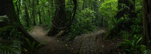 Las Tropikalny Kostaryce — Zdjęcie stockowe