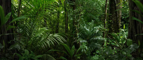 Tropischer Regenwald Costa Rica — Stockfoto