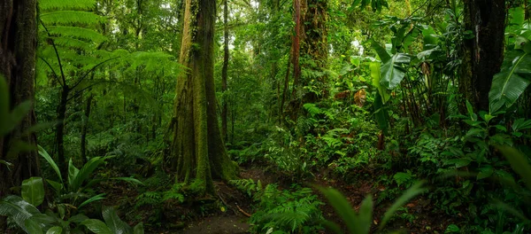 Selva Tropical Costa Rica — Foto de Stock