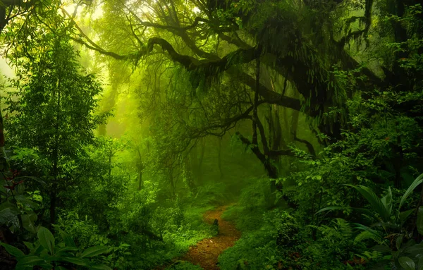 Tropical Rainforest Costa Rica — Stock Photo, Image