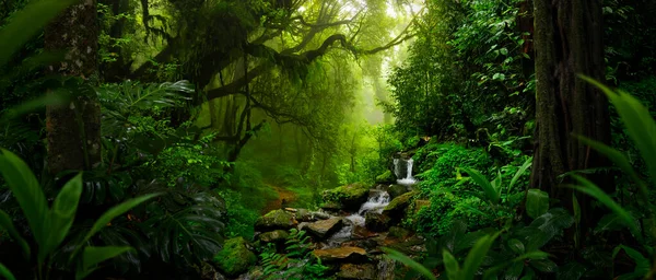 コスタリカで熱帯雨林 — ストック写真