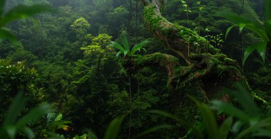 Büyük ağaçlı tropikal yağmur ormanları