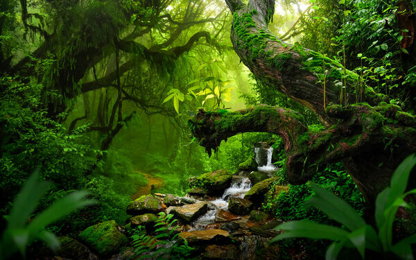 River in tropical rainforest with big trees