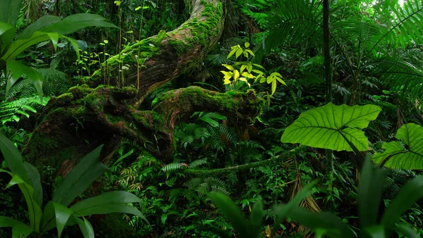 Forêt Tropicale Humide Avec Grands Arbres — Photo