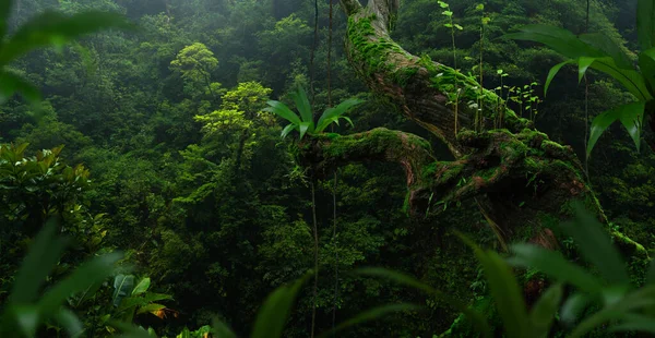 Trópusi Esőerdő Nagy Fákkal — Stock Fotó