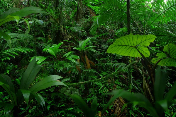 Forêt Tropicale Humide Avec Grands Arbres — Photo