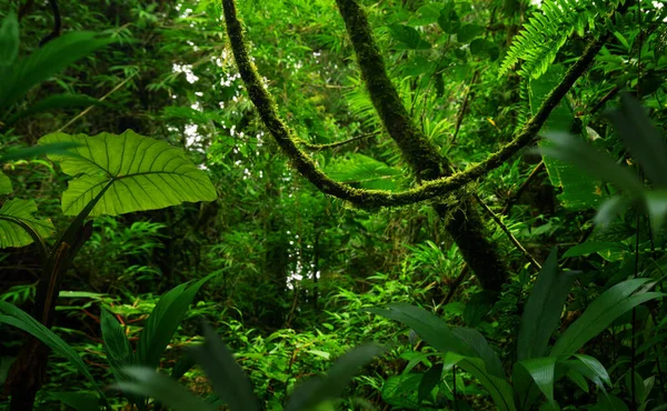 Tropical Rainforest Big Trees — Stock Photo, Image