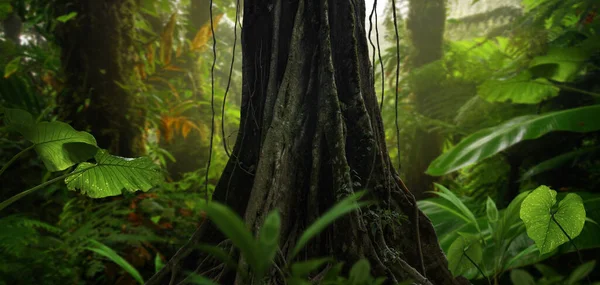 Тропічний Тропічний Ліс Великими Деревами — стокове фото