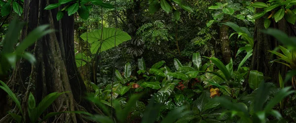 Tropischer Regenwald Mit Großen Bäumen — Stockfoto