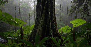 Bir sürü bitki içeren tropik orman manzarası