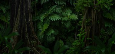 Bir sürü bitki içeren tropik orman manzarası