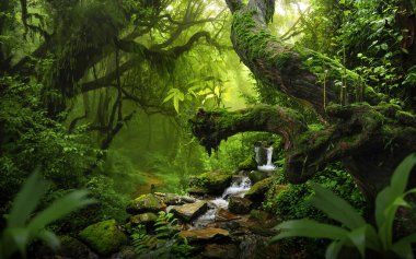 Tropical forest landscape with lots of vegetation clipart